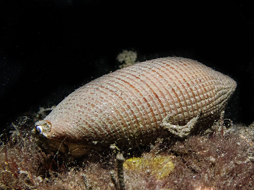 Conus glans